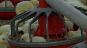 hranitoare-verguleasa